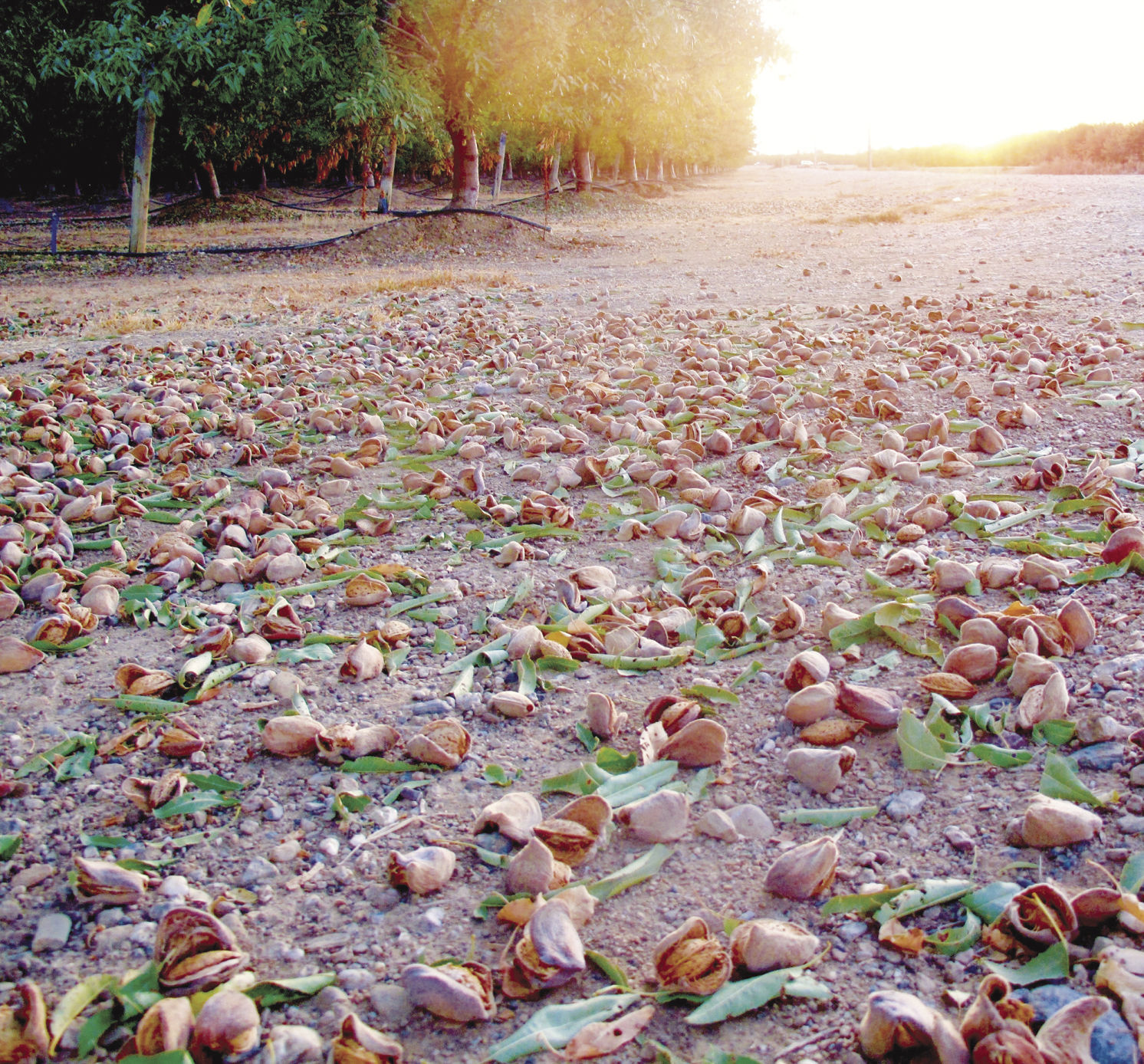 2018 Crop report discloses table olives fall in value